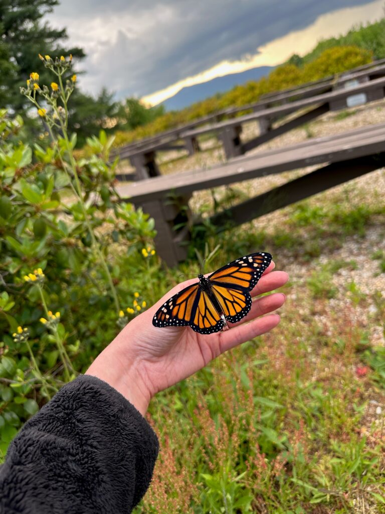 Butterfly Release June 20 Cathedral of the Pines Home Healthcare Hospice Community Services